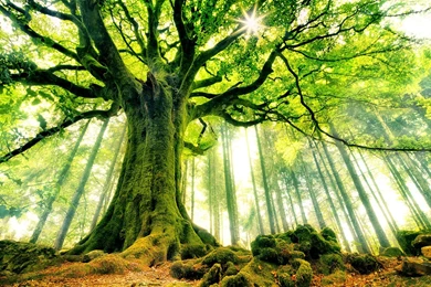 Miracle Beauty : Huge Collection Of Rare Tree Backgrounds Gallery ...