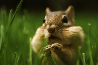 Baby Chipmunk   Wallpaper.