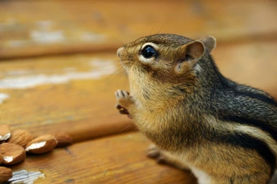 Lovely Chipmunks Photos / Chipmunk Wallpapers 1440x900 NO.2 ...