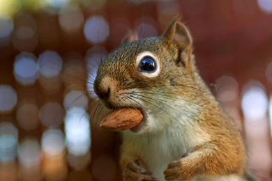 Lovely Chipmunks Photos / Chipmunk Wallpapers 1280x800 NO.25 ...