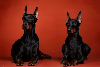 Doberman HD Wallpapers