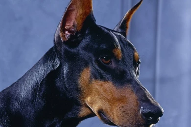 Doberman Wallpapers   Wallpapers Cave