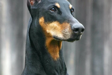 Doberman Pinscher Wallpapers HD Download