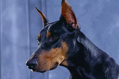 Download Doberman Pinscher Dogs Pictures Wallpapers