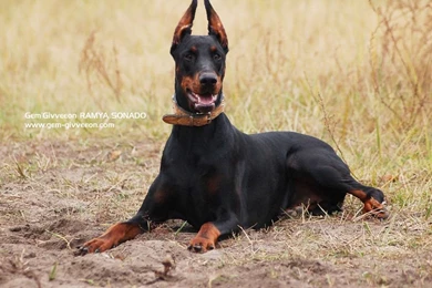 Doberman Pinscher Wallpapers   Wallpapers Cave