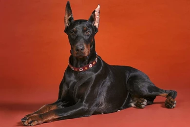 Full HD 1080p Doberman Wallpapers HD, Desktop Backgrounds 1920x1080