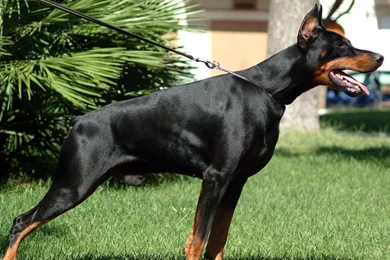 Full HD 1080p Doberman Wallpapers HD, Desktop Backgrounds 1920x1080