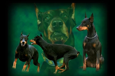 Wallpapers Dobermans Screensavers Free Play Games And Send Ecards ...