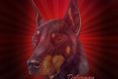 Doberman Wallpapers 1024