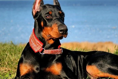 Doberman Pinscher HD Images
