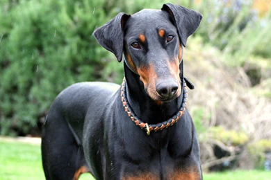 DOBERMAN PINSCHER Dog Dogs Wallpapers