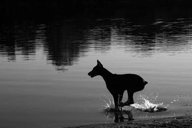 Doberman Wallpapers!   Doberman Forum : Doberman Breed Dog Forums