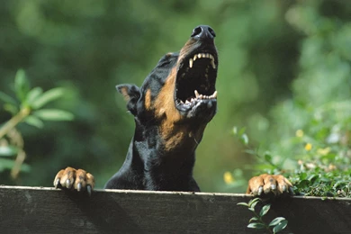Angry Doberman Barking Wallpapers And Images   Wallpapers ...