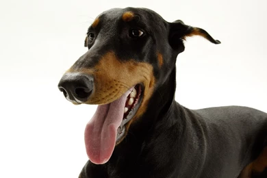 Doberman