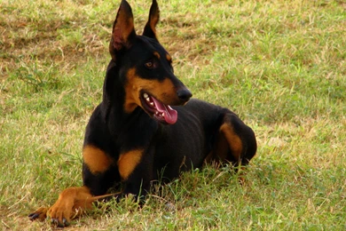 Happy Doberman >> HD Wallpaper, Get It Now!