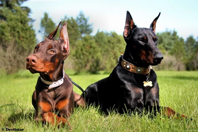 Little Doberman And His Mother Wallpapers And Images   Wallpapers ...
