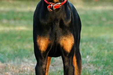 Doberman Pinscher Photos And Wallpapers. The Beautiful Doberman ...