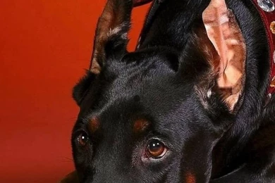 Download Wallpapers 720x1280 Doberman, Dog, Down, Big, Photoshoot ...