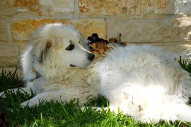 Dog Backgrounds, Best Friend, Wallpapers Of Dog, Download Dog ...