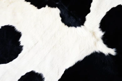 Cow Fur >> HD Wallpaper, Get It Now!