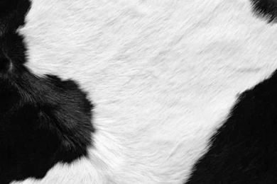 Cow Print iPhone 4 Retina Display Wallpapers