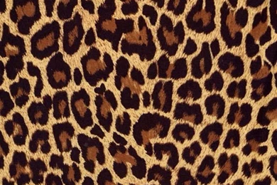 Animal Pattern & Texture & Print On Pinterest