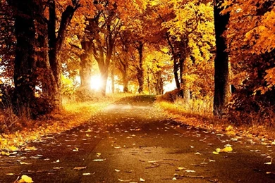 grunge abstract fall backgrounds with trees and colorful leaves
