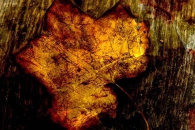 Fall Leaves Backgrounds Powerpoint