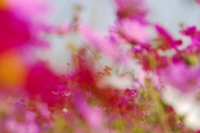 Pinkish HD Desktop Wallpapers : High Definition : Fullscreen : Mobile