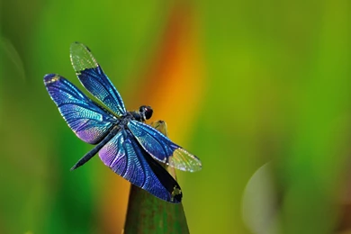Dragonfly HD Wallpapers Download.jpg