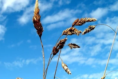 Windows Vista Plants & Leaves Desktop 17   Wallcoo.net
