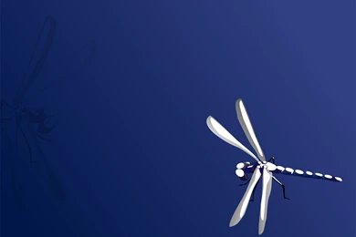 Blue Dragonfly Backgrounds Animals, Blue PPT Backgrounds