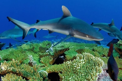 YouWall   Gray Reef Shark Wallpapers   Wallpaper,wallpapers,free ...