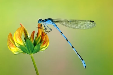 200 Dragonfly HD Wallpapers