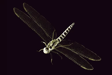Dragonfly Backgrounds Wallpapers Cave