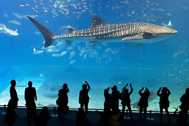 Big Fish In The Aquarium Wallpapers And Images   Wallpapers ...