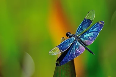Dragonflies Wallpapers Wallpapers Cave