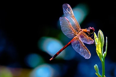 Dragonfly Computer Wallpapers, Desktop Backgrounds