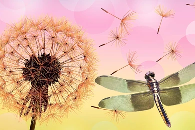Dandelion And Dragonfly   (