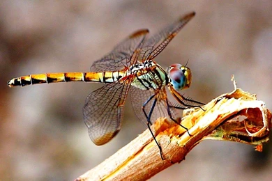 Desktop Backgrounds Beautiful Dragonfly Wallpaper.jpg