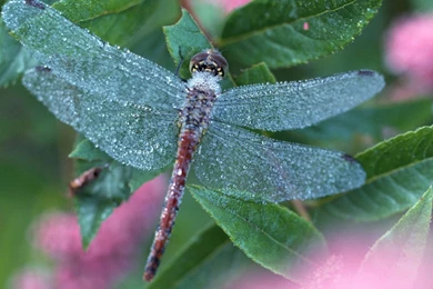 Free Dragonfly Wallpapers   Wallpapers Cave