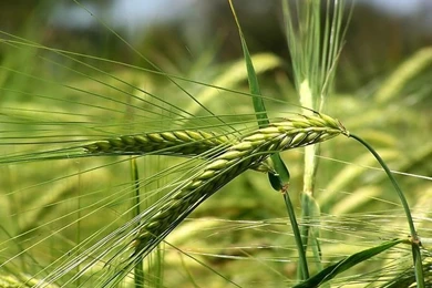 Plants & Leaves Wallpapers For Windows Vista6 Wallcoo.net