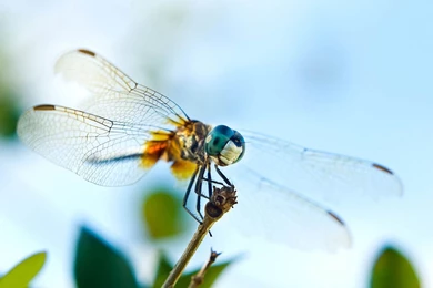 Wallpapers: Dragonfly Wallpapers