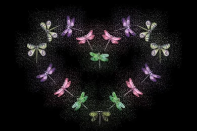 Colorful Dragonfly Background Images