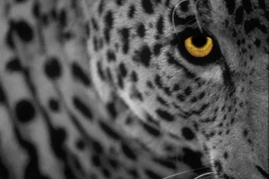 Download Beautiful White Bacground Leopard Apple Mac Desktop ...