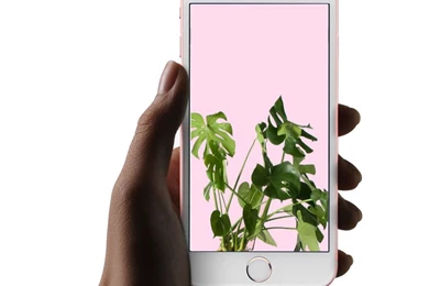 Monstera Plant // Desktop & iPhone Wallpapers — From Gold Blog