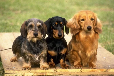 Free Wallpapers Three Varieties Of Dachshund Dog Breed