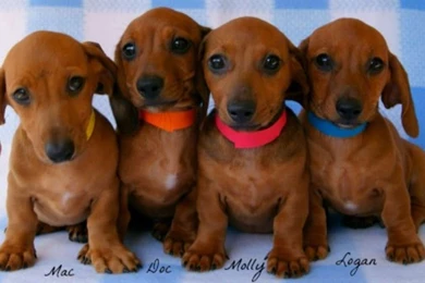 Free Mini Dachshund 33 Backgrounds Wallpapers   DogBreedsWallpapers.com
