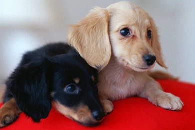 Dachshund Free Desktop Wallpapers