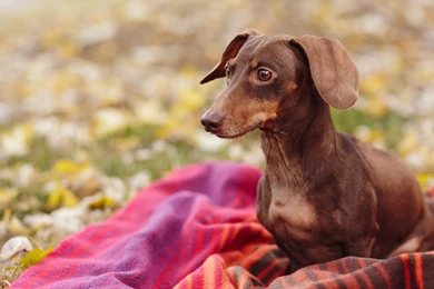 Dachshund Wallpapers   Wallpapers Cave